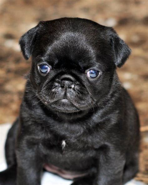 Pin By Erin Kozoll On H O P E Cute Pugs Baby Pugs Black Pug Puppies