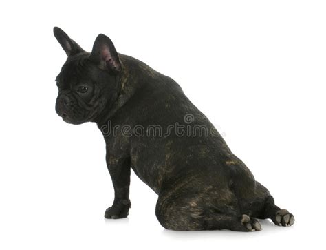 French Bulldog Stock Image Image Of Looking Domestic 21039085