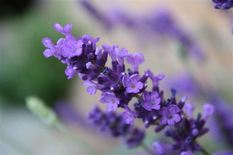 Lavender Flower Lavender Plant