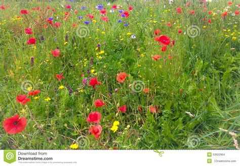 Wild Flower Meadows Stock Photo Image Of Meadows Form 53922964