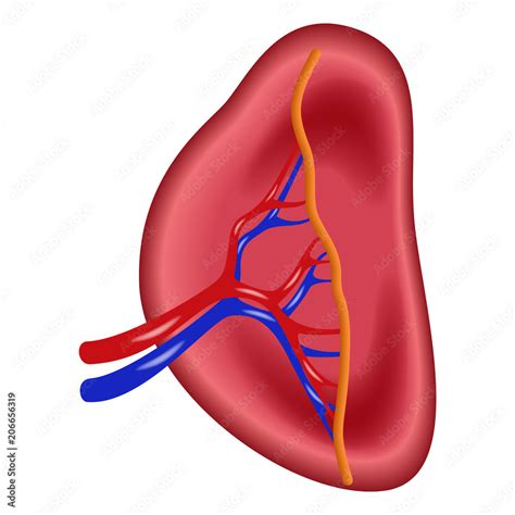 Structure Of Human Spleen Icon Realistic Illustration Of Structure Of
