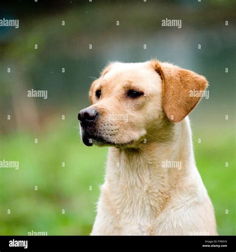 Yellow Labrador Retriever Stock Photo Alamy