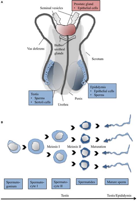 The Cartoon Depicts A Major Components Of The Human Male Reproductive