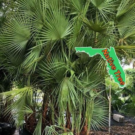 Field Grown Palm Tree Installation Cost Naples Garden Landscaping Llc