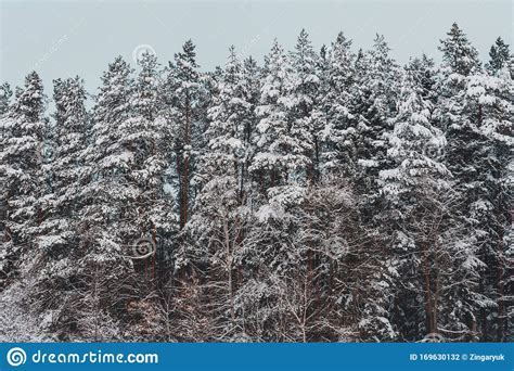 Snow Covered Beautiful Fir Trees Of The Ukrainian Carpathians Stock