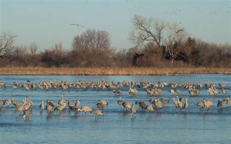 A Guide To Viewing The Sandhill Crane Migration Life In The Big Green