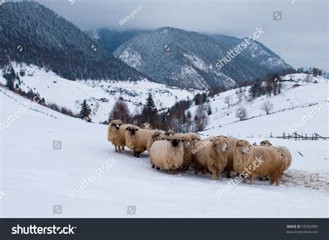 Sheep Flock In Mountains In Winter Landscape Stock Photo