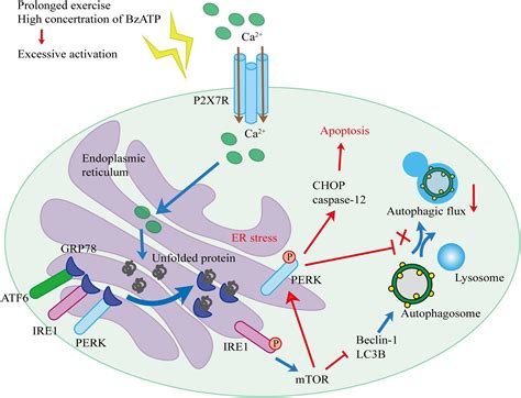 Frontiers Ire Mtor Perk Axis Coordinates Autophagy And Er Stress