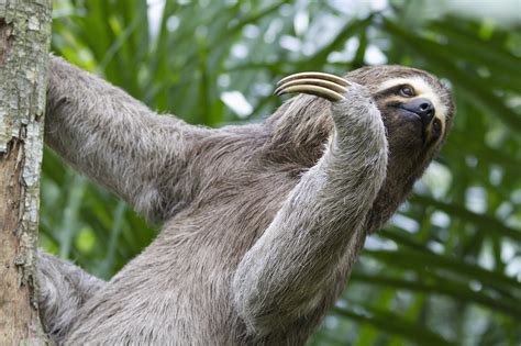 The Secret Of Sloths Survival Lies In Their Slowness Lifegate