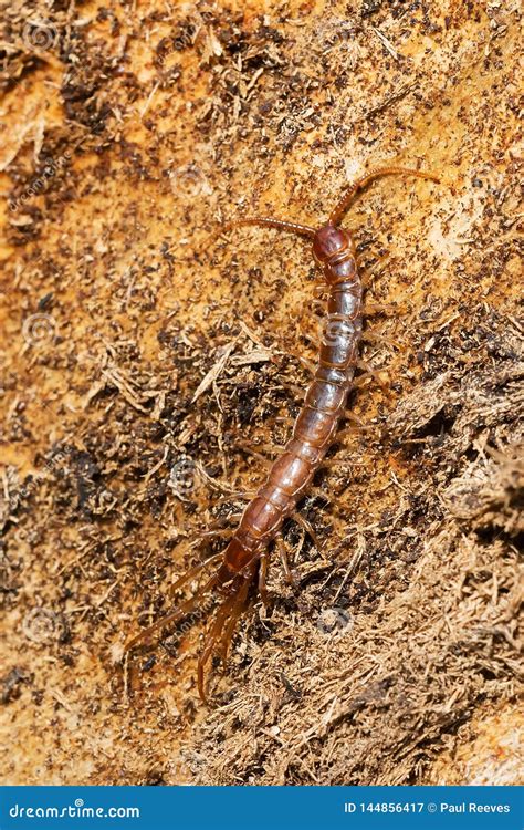 Stone Centipede Genus Lithobius Stock Image Image Of Canada North