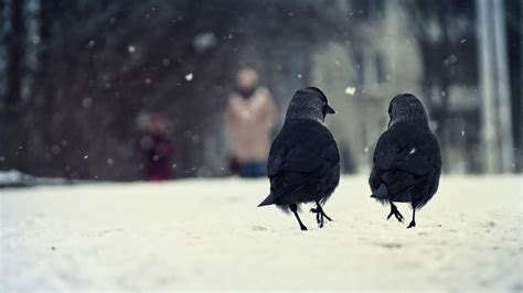 Wallpaper Birds Snow Winter Raven Crow Freezing Weather Season