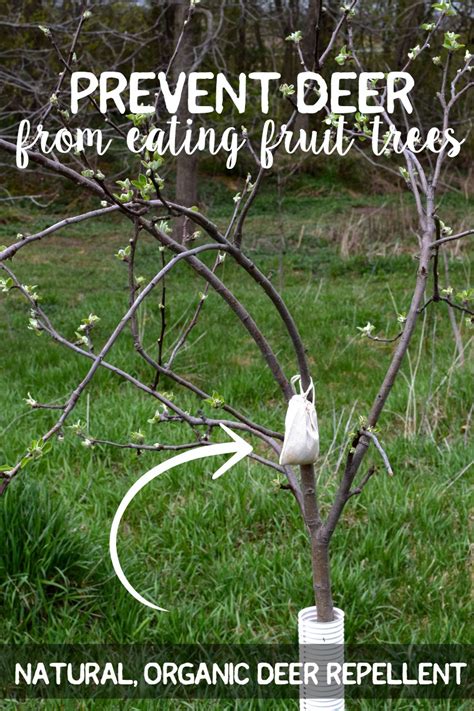 As the trees grow out of the fence the deer are allowed to graze on them to help quickly train them above the browse line. Prevent Deer from Eating Fruit Trees {natural organic deer ...