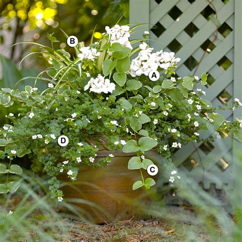 We did not find results for: Perfect Container Pairings for Geraniums | Better Homes ...