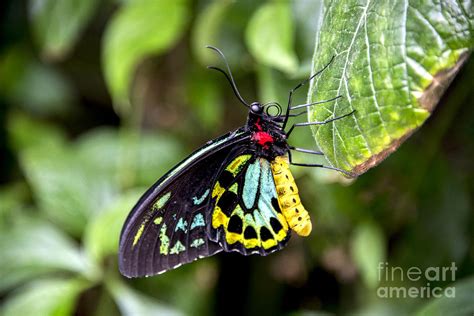 Multi Colored Butterfly Photograph By Darla Bruno Fine Art America