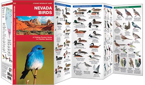 Nevada Birds Pocket Naturalist Guide