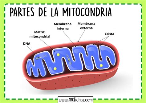 Mitocondria Celula Partes Abc Fichas