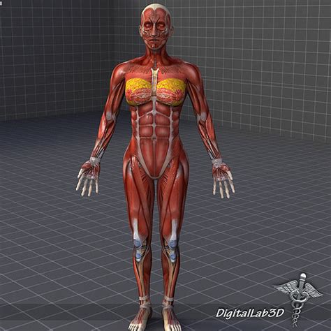 Controls all the other organs of the body and ensures they work. female 3D model Human Female Muscular System | CGTrader