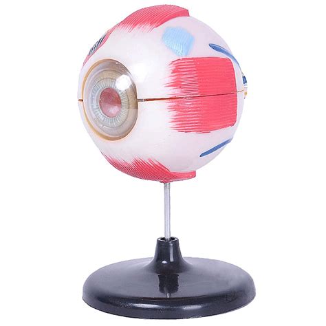 Buy 3d Ocular Globe Anatomy Model Anatomically Precise Human Eye Model