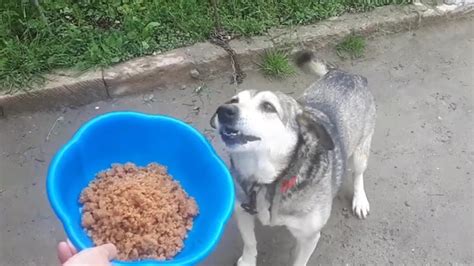Come On My Hungry Dog I Feeding You 😀 Dog Video Youtube
