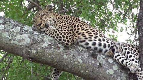 Leopard Found Sleeping In Tree With Its Kill Stored On The