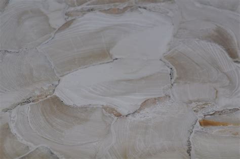 I am lookiing for a pic of heart shaped mollusks fossils i found. Trunk Shaped Clam Shell Coffee Table - Mecox Gardens