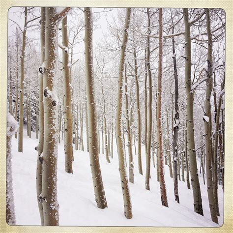 Aspen Trees And Snow Colorado Photograph By Karen Desjardin