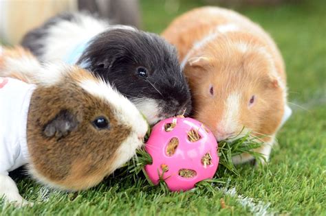 Look At This Guinea Pigs Playing With The Ball How Cute Rguineapigs