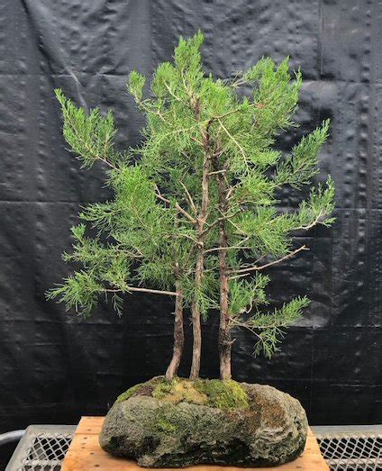 Eastern Red Cedar Bonsai Tree3 Tree Forest Group In Feather Stone Base