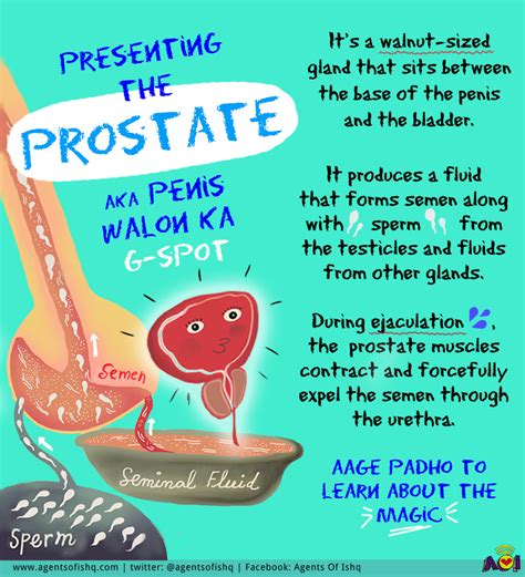 what is the prostate — agents of ishq