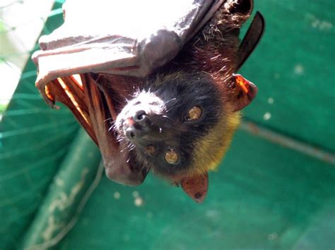 Snapshot Giant Golden Crowned Flying Fox Studia Mirabilium