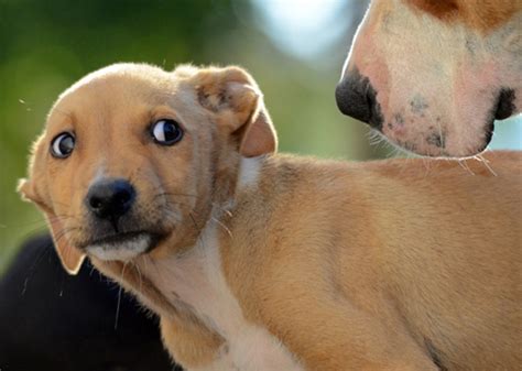 10 Dogs Who Are You During Finals Week