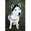 Free Photo Cute Husky Dog  Animal Animals Blue Download Jooinn