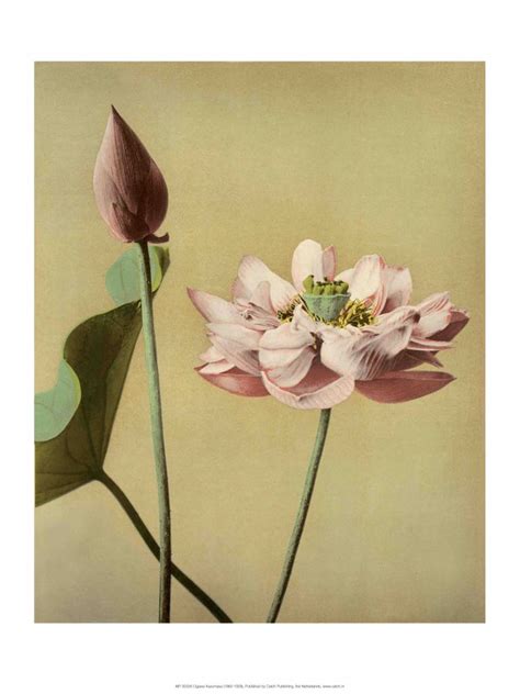 Lotus Flower Vintage Japanese Photography It All Starts With A Postcard