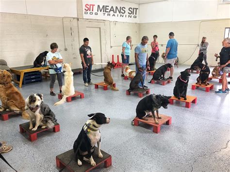 Sit Means Sit Dog Training Reviews Worth Or Just A Bs