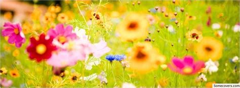 Colorful Flowers Facebook Timeline Cover Facebook Covers Myfbcovers