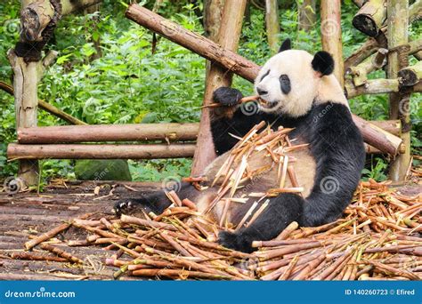 Giant Pandas Food