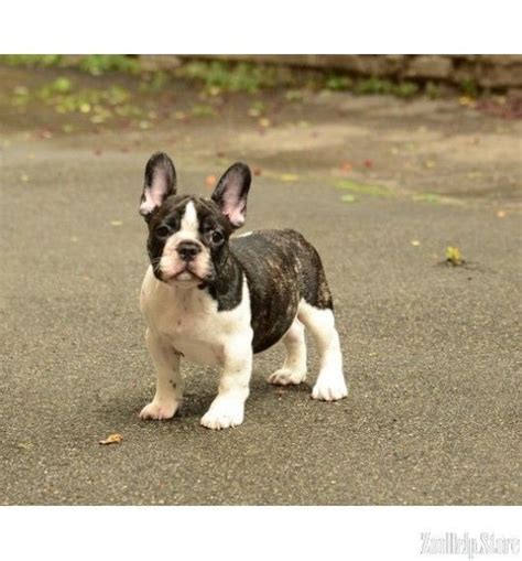 Please note we do not breed fad coloured. french bulldog in california | Blue french bulldog puppies ...