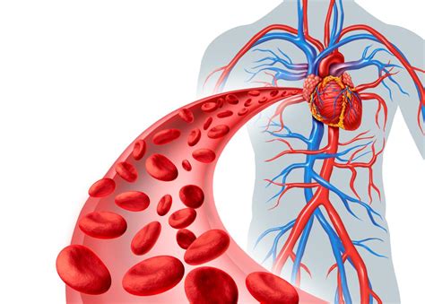 Get Oxygenated Blood In Heart Diagram Pics World Of Diagrams