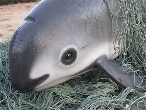 Vaquita The Worlds Most Endangered Marine Mammal Critically