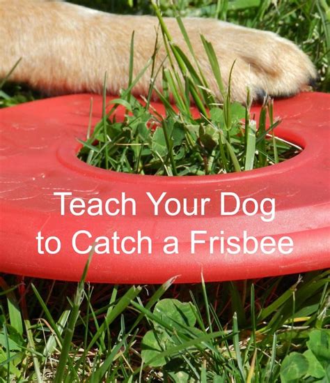 Dog Training Tips How To Teach Your Dog To Catch A Frisbee Dog