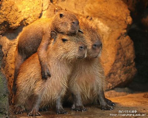 This Capybara Wants To Be The Top Of The Pyramid Capybara Animal
