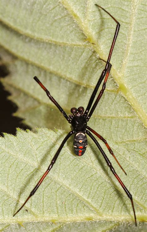 Northern Black Widow Latrodectus Variolus Julie Metz We Flickr