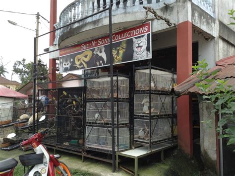 We're located at 25 union st., lodi nj. Exotic Pet Shop, Kampung Sungai Serai - The Thrifty Traveller