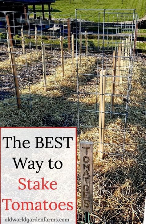 The Best Way To Stake Tomato Plants Ever A New Twist On Diy Stakes
