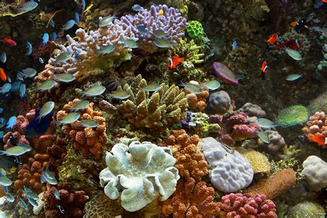 Coral Reefs Habitats Monterey Bay Aquarium