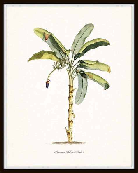 Vintage Tropical Botanical Print Set No 1 Giclee Prints Etsy Art