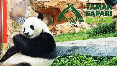 Taman Safari Indonesia Cisarua Bogor Part 2 Giant Panda And Baby Zoo