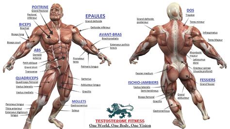 Bodybuilding Full Human Muscular Anatomy Chart Workout Names Gym