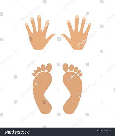 Hands Feet Vector Illustration Isolated On Stock Vector Royalty Free