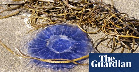 Jellyfish On The Beach Marine Life The Guardian